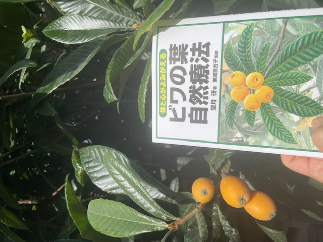 枇杷3