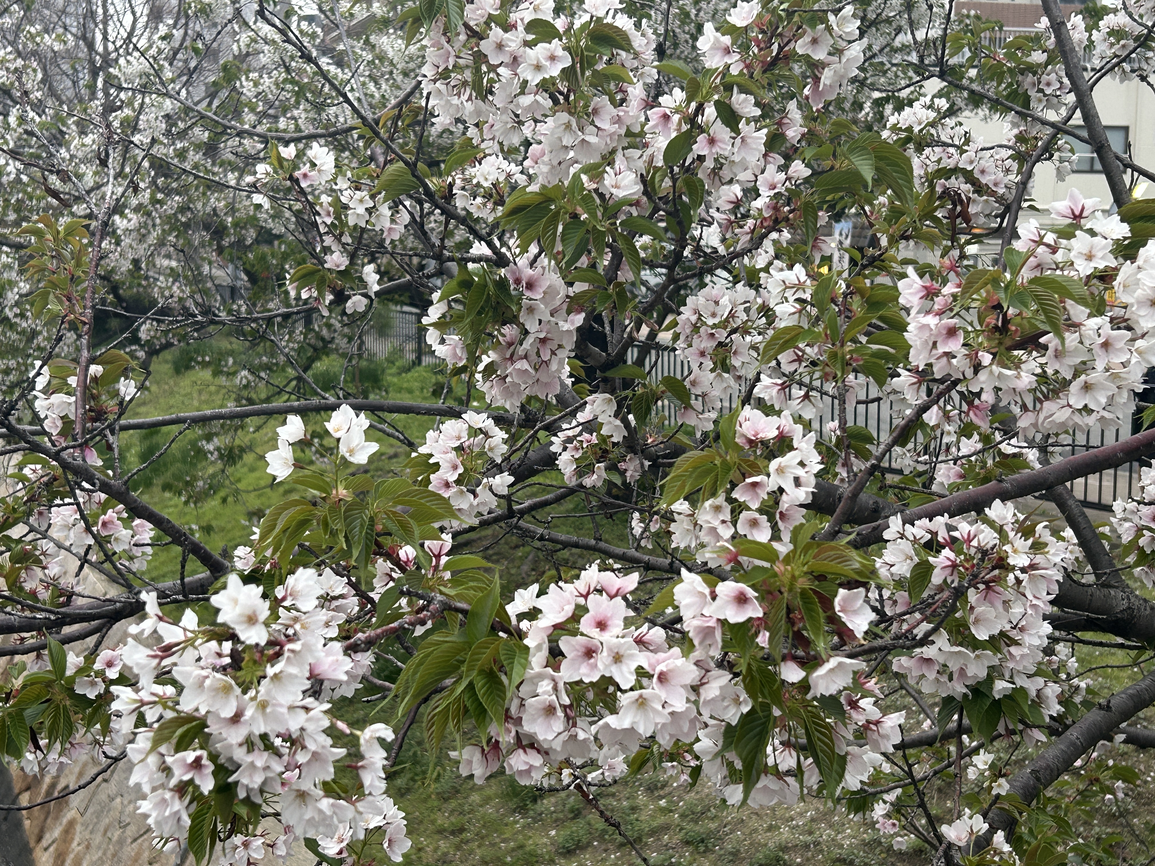 桜色の印鑑(紅水晶)1