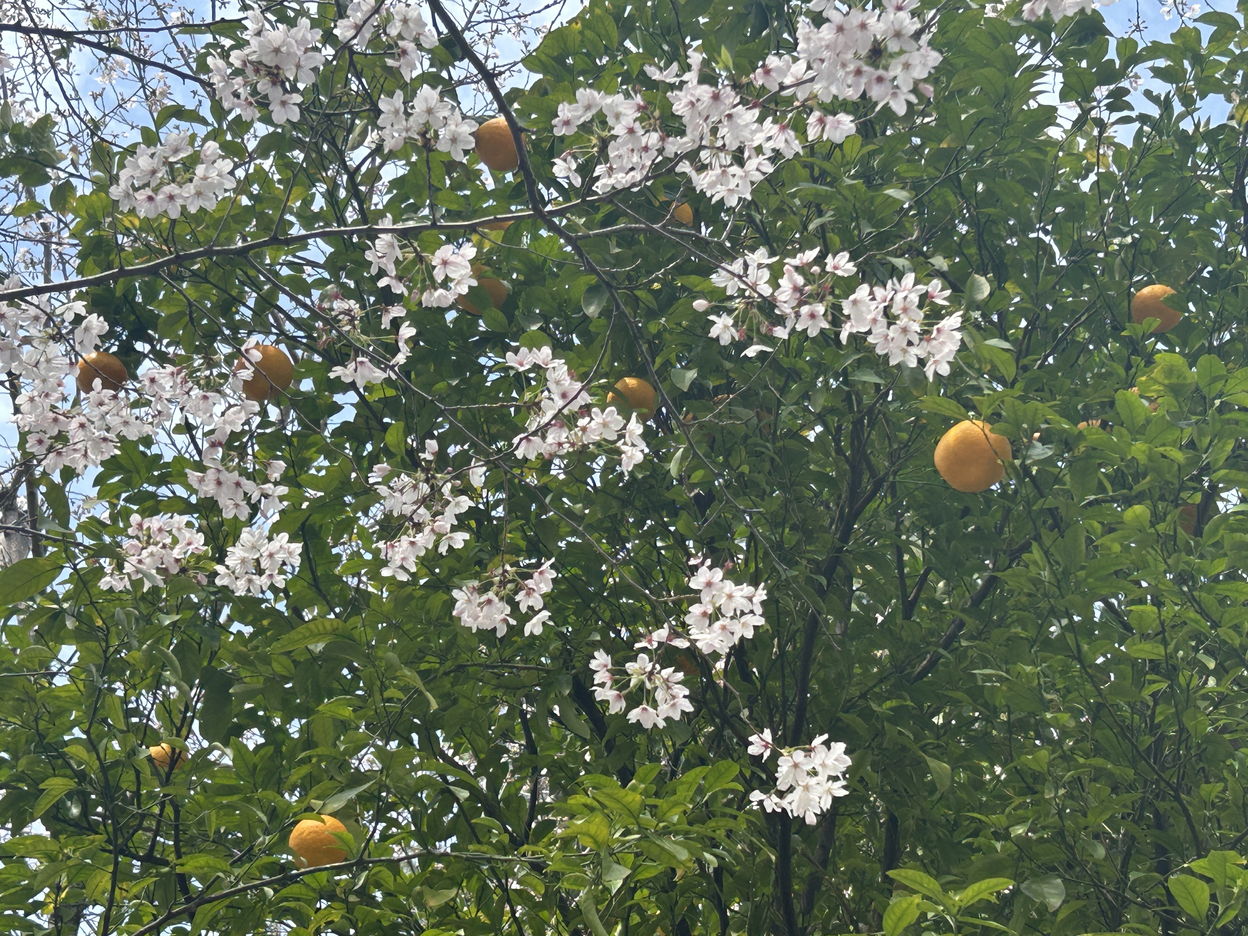桜色の印鑑(紅水晶)2